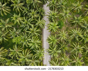 road surrounded by palm trees seen from above