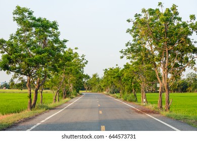 Road surrounded by rice fields