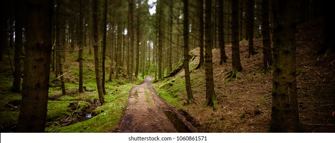 Road In Swedish Forest