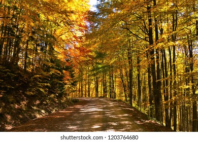the road that crosses the fall forest