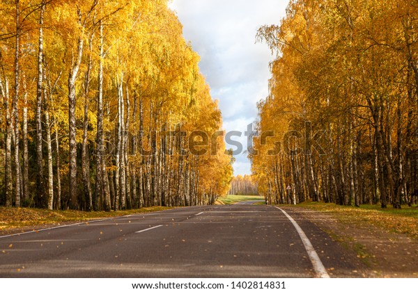 The road through the autumn forest. Golden leaves\
on the birches