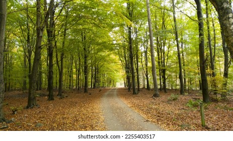 Road through beech tree forest during spring or autumn in Skåne Sweden
