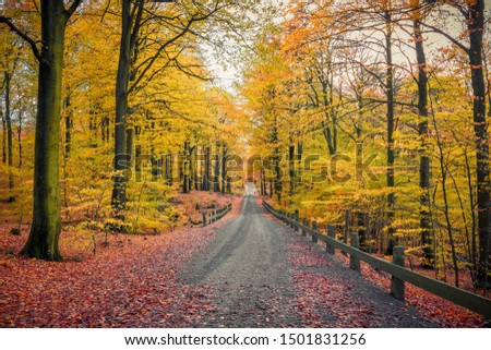 Road through beechforest during fall season in Sweden.