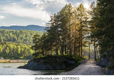Road through big fir trees along Chemal river in Altai in summer day