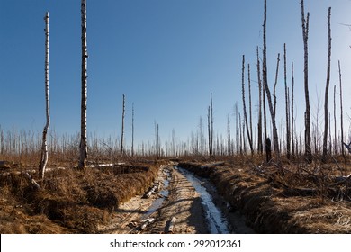 The road through the burned forest