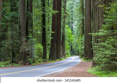 Road Through The California Coastal Redwood Forest