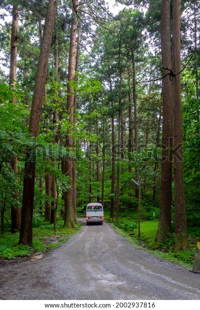 Road through a coniferous forest\
at the foot of mountain (Mt.Yahiko, Yahiko, Niigata,\
Japan)