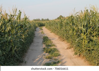 road through corn