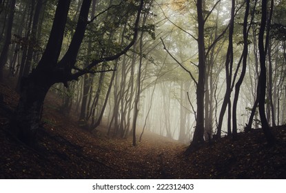 road through dark forest in autumn