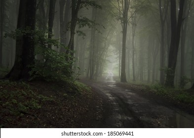road through dark green forest after rain