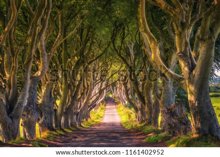 Road through the Dark Hedges tree tunnel at sunset in Ballymoney, Northern Ireland