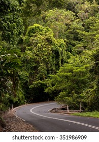 Road Through Dense Rainforest Near Cairns, Queensland, Australia 