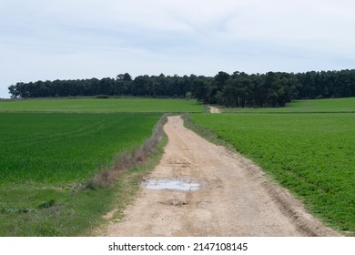 Road through farm fields in spring.