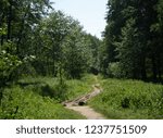 road through the forest