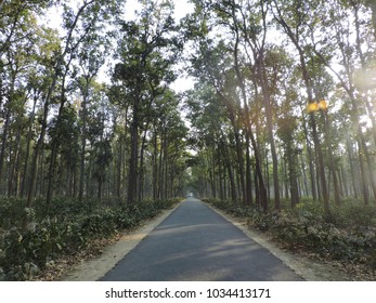 A Road through a Forest.