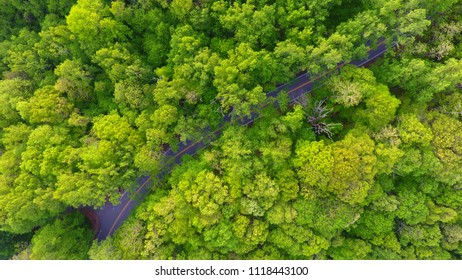 Road through the forest - Shutterstock ID 1118443100