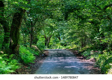 A road through a forest.
