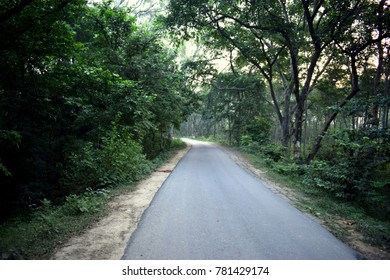 road through forest
