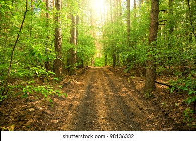 The road through the forest