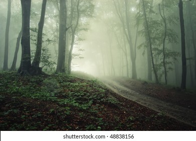 a road through a forest with fog