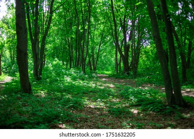 The Road Through Green Forest Lanscape At Spring