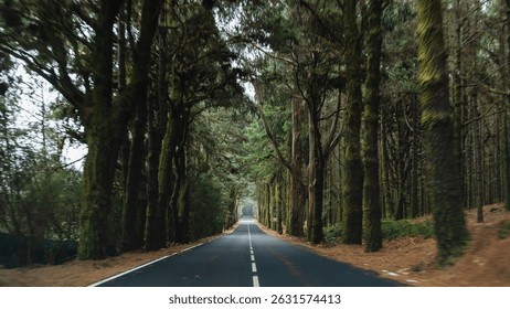 Road through a green forest on Tenerife. El Teide National Park, Canary Islands, Tenerife, Spain.