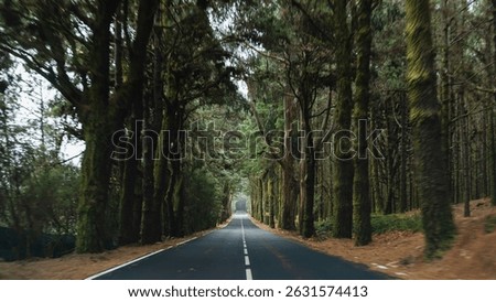 Road through a green forest on Tenerife. El Teide National Park, Canary Islands, Tenerife, Spain.