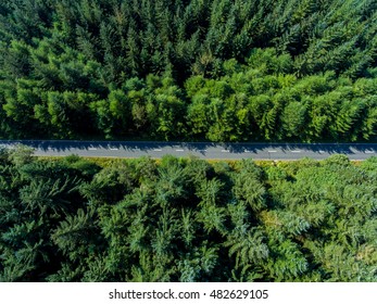 Road through the green spruce forest, aerial view