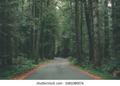 A Road Through A Luscious Forest 