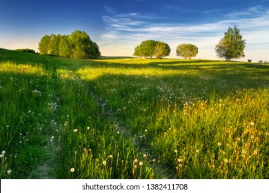 Road through a meadow full of dandelions. May landscape. Masuria, Poland.