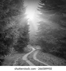 Road through the misty Carpathian forest. The way to the sunlight. Autumn weather. Black and white