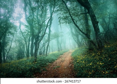 Road through a mysterious dark forest in fog with green leaves and yellow flowers. Spring morning in Crimea. Magical atmosphere. Fairytale