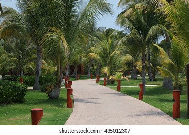 the road through the Palm trees