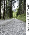 the road through the pine forest