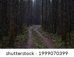 A road through a shady forest area. Moss on trees