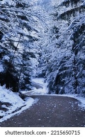 Road Through Snow Covered Trees In A Forest In The Bavarian Alps On A Cold Autumn Day