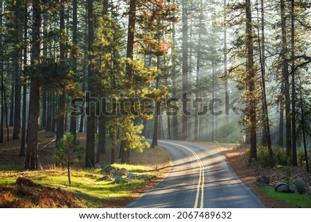 Road through a sunlit pine forest, Yosemite, USA