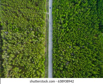 Road Through The Taiga Forest From Aerial View, Russia