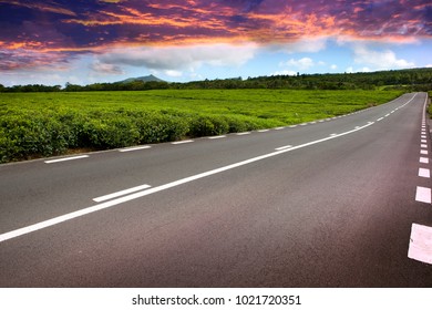 The Road Through Tea Plantations On Mauritius

