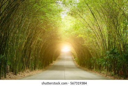 Road Through Tunnel Of Bamboo Tree Forest And Light At The End Of Tunnel - Concept