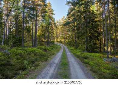 Road Through Vegalla Nature Reserve In Östergötland, Sweden