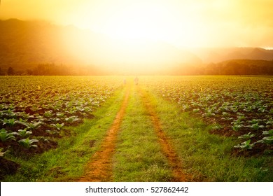 Road In The Tobacco Field In The Sunset Time. With Man Riding Motorcycle.