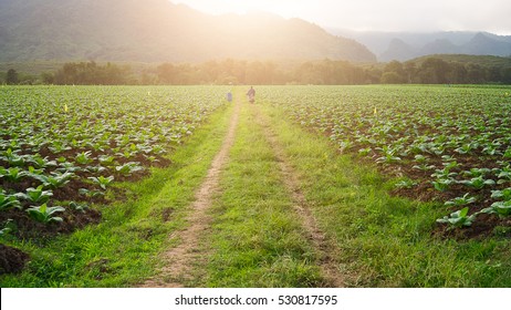 Road In The Tobacco Field In The Sunset Time. With Man Riding Motorcycle.