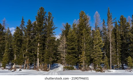 The road trampled in the snow goes into the coniferous forest. Tall evergreen trees against a clear blue sky. Altai. Siberian Taiga - Shutterstock ID 2190794651
