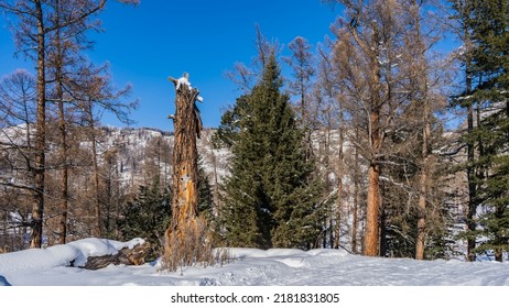 A road trampled in the snow passes through the forest. A broken tree and dry grass on the side of the road in a snowdrift. A mountain range against a clear blue sky. Altai