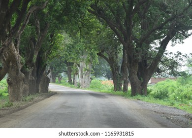 road and tree