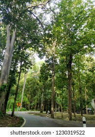 Road with Tree