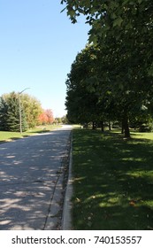 Road and tree pathway 