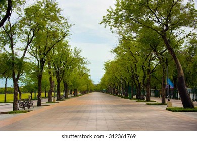 Road Tree In  Sanam Luang