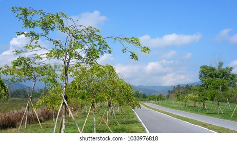 Road with trees.